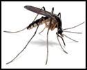 Lesson from a mozzie! For such a little creature, they certainly have a big impact. Mozzies, they can drive you crazy.