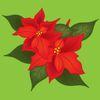 Concerning Christmas Poinsettias Donations are now being received for the Christmas Poinsettias that will be used to grace our church and altar for the Christmas liturgies. The cost is $11.