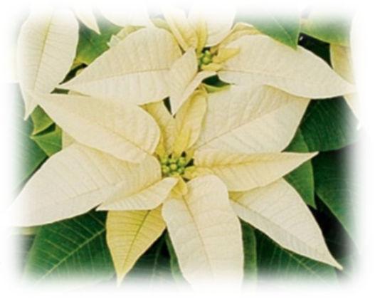 Remember to Honor your Loved Ones With Christmas Poinsettias The plants will adorn the sanctuary for worship on Sunday, December 24 th through the New Year. The cost is $12.50 per plant.