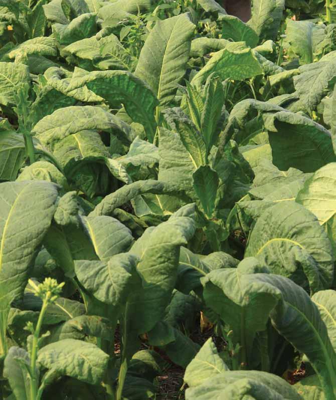 Tobacco plants Living