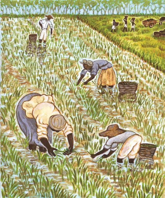Slaves working on a rice