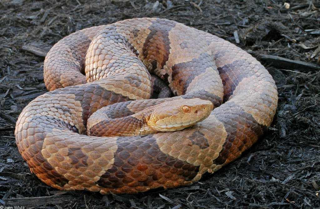 Venomous Snakes in Virginia The