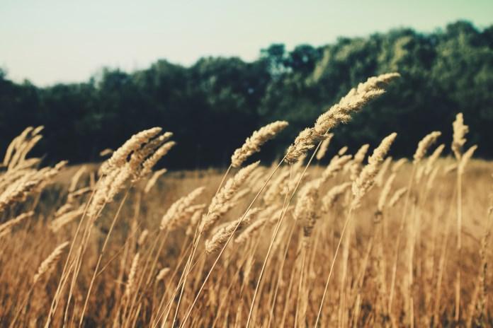Wheat and tares together sown: The Gospel according to Matthew The First Sunday of Advent begins the series of scripture lessons for the year centering on the Gospel according to Matthew.