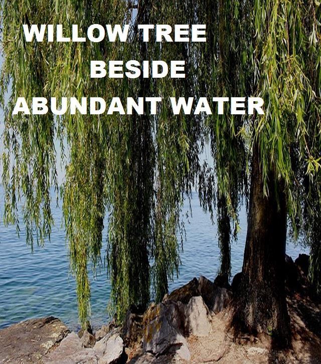 Ezekiel 17:5-6 "He also took some of the seed of the land and planted it in fertile soil He placed it beside abundant waters; he set it like a willow.