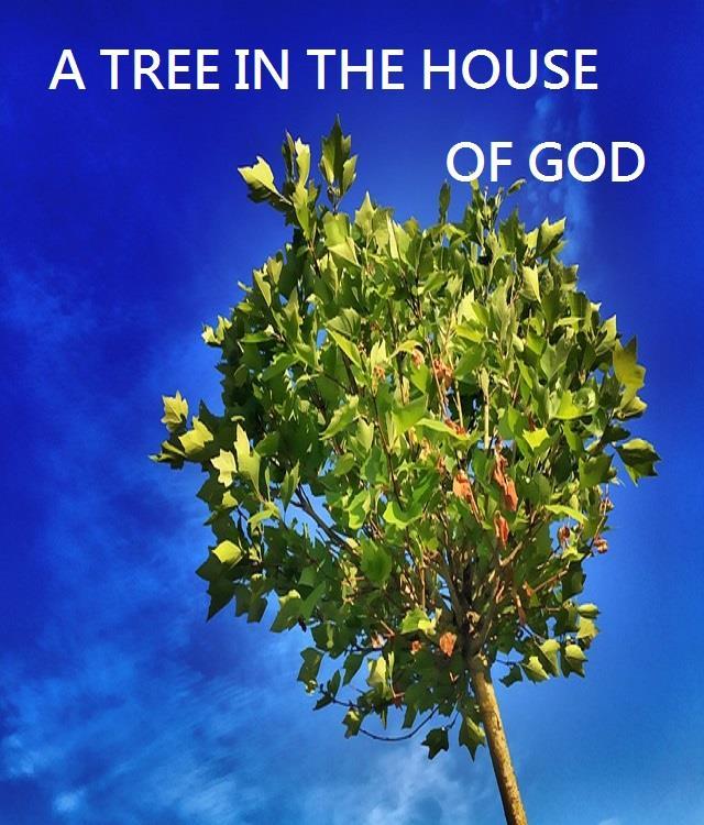 Psalm 52:8 But as for me, I am like a green olive tree in the