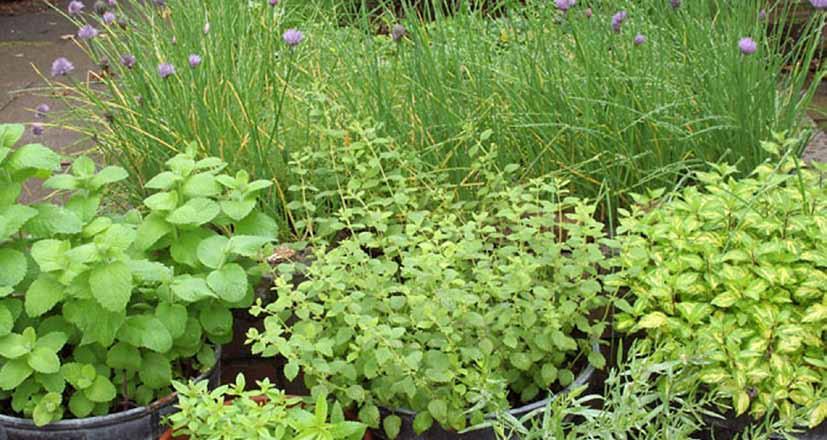 25-24 מן הגינה אל השולחן צמחי מרפא לבריאות האשה גינתנו יכולה להיות עבורנו מקור לשפע של בריאות על ידי בחירת הצמחים שנגדל בה.