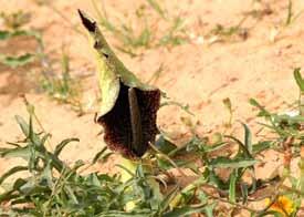 במקרה של הקאות שמים עלים של לענת המדבר )שיח )Artemisia sieberi או כפית של זרעי קצח-הגינה )חבת אל-ברכה.