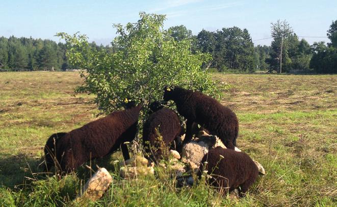 Lammastele meeldib lehti süüa. Noored maalambad naudivad 2012. aasta suvel Kiltsi niidul hariliku paakspuu (Frangula alnus) lehti. Selle põõsa koor on hobuste jaoks äärmiselt mürgine.