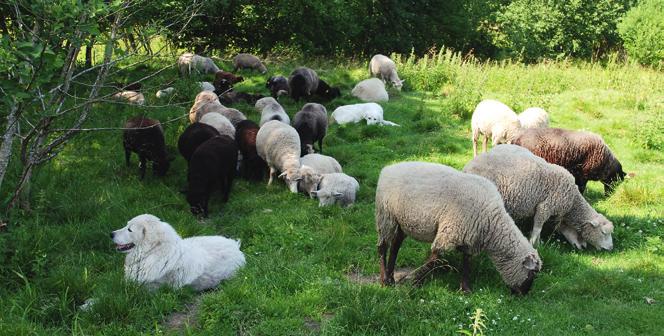 Karjakaitsekoerad pakuvad tõhusat kaitset. Foto: Imbi Jäetma on ainult samaealised lambad, siis karja hierarhia ei toimi ja see võib saata kiskjatele vale signaali.