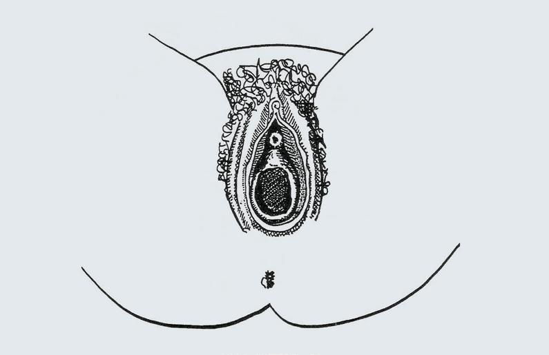 114 Fleta e burimeve E 85 Fjalët Kyqe: 115 Sistemi Riprodhues Femëror dhe organet gjenitale të jashtme Klitorisi: Organ i vogël i cili është i ndjeshëm ndaj stimulimit dhe që gjendet mbi hapjen e
