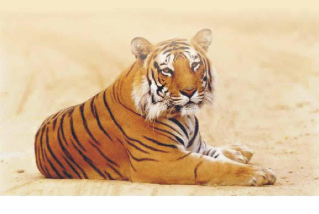 4.2 Wild-Life Tourism The following are some of the initiatives taken by Uttar Pradesh to improve wildlife tourism: Introduction of Ecotourism in Uttar Pradesh which includes 9 circuits to improve