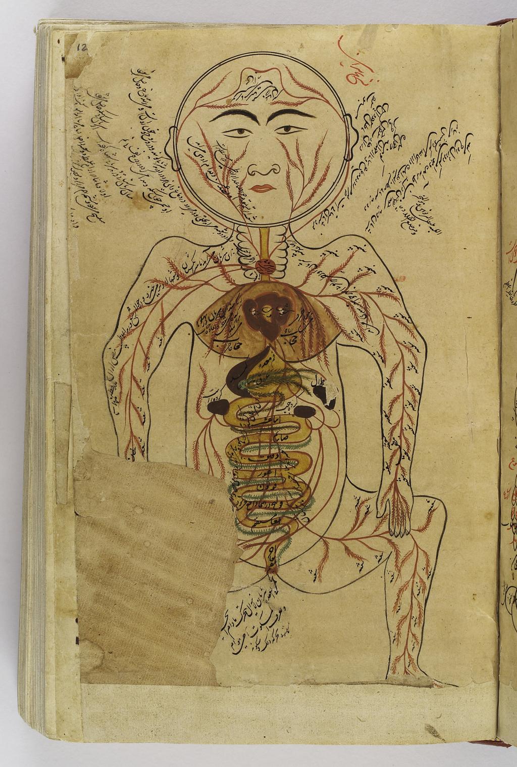 Supporting Question 1 Featured Source B Drawing of viscera etc., Avicenna, Canon of Medicine. Wellcome Library, London.