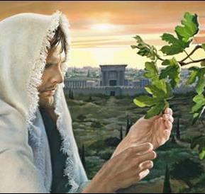 The Lesson of the Fig Tree THE LESSON OF THE FIG TREE Matthew 24:32-35 Mark 13:28-31 Luke 21:29-33 Learn a lesson from the fig tree.