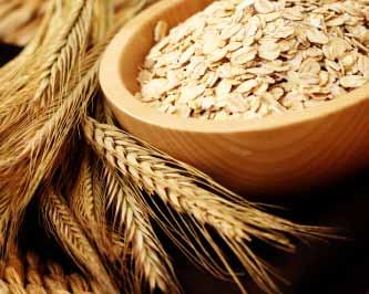 Wheat and Barley Introduction Wheat and barley in Jewish tradition are considered the staples of the daily diet: wheat for humans, and barley for our animals.