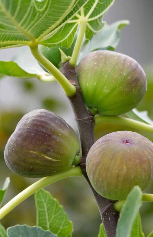 Figs Introduction Since the fig is physically and botanically so different from all other fruits, its physical properties are often stressed in Jewish sources.