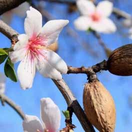 The root word of shakked (almond) in Hebrew refers to being devoted, immediate and intense. A studious and diligent learner is called a shakdan.