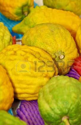 Etrog (Citron) Introduction The etrog is widely known in the Jewish world for being one of the four species traditionally held during the Sukkot Holiday, when the rainy season is just about to start.