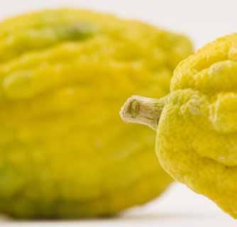 and welcomed into the world in order to continue the cycle of life. Due to its name and special qualities, the etrog was seen by our Sages as a symbol of magnificence and fulfillment.
