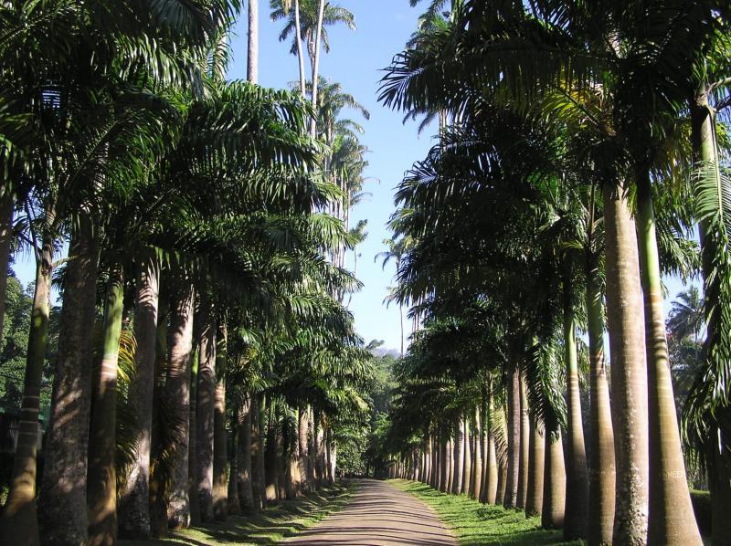 Return to Kandy Visit the Peradeniya Botanical Gardens.
