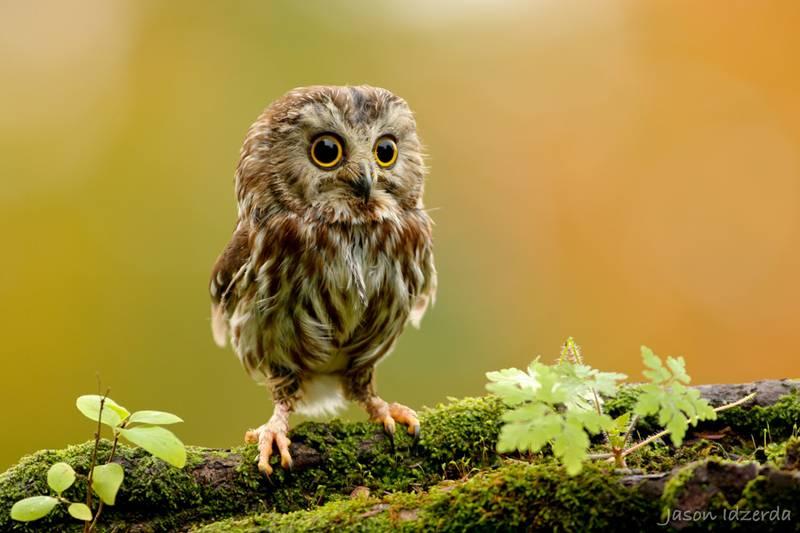 What do you see in this baby owl?