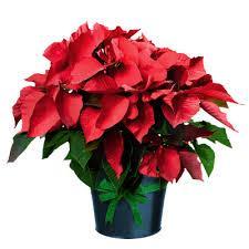 This Advent and Christmas season, we ll adorn the sanctuary with poinsettias.