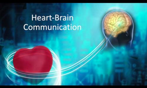 Interestingly, recent studies have explored physiological mechanisms by which the heart communicates with the brain, thereby influencing information processing,