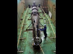 (H.L. Hunley Viewed Continued) "There are historical references that the bodies of one crew had to be cut into pieces to remove them from the submarine," Mardikian told Reuters.