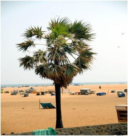 - Photo-5. Solitary Palmyrah tree at Marina Beach, Chennai City (05.02.2017) Thus, it clearly reveals that B.