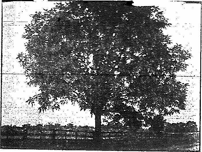Three other persons have been hung on a scaffold near Burlington, while Judge Lynch, without jury or license, has taken men from the jail and hung them on a walnut tree, on the edge of the Burlington