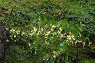 diantha, in the background Cypripedium flavum) in Huanglong valley, 