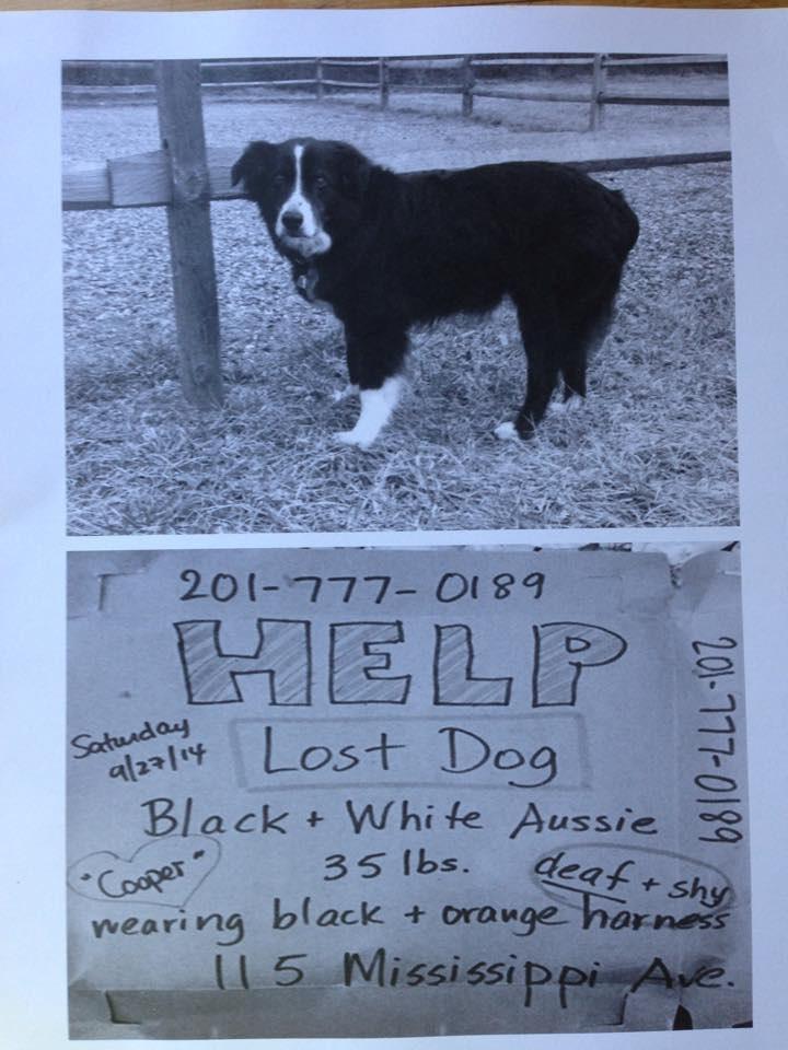 We have been helping to get the word out about a beloved dog who is missing here on LBI. His name is Cooper and he is deaf and very shy. As of Sunday, he still hasn't been found.