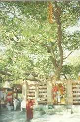 Bodhi Tree (
