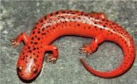 Lizards visiting Musical Entertainment w/ Howie Bartolo (Riverside patio) 6:30 Concert at Breitbeck Park