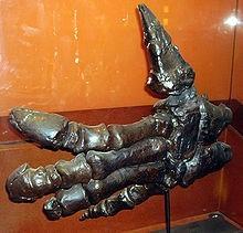 ) Iguanadon hand Who was