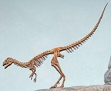 The smallest dinosaur as far as we know, was compsognathus or delicate jaw. It was about the size of a large chicken.