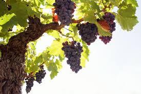 Additions to the Supper Discourse : John 15:1-17:26 I am the true vine; my Father is the vinegrower.