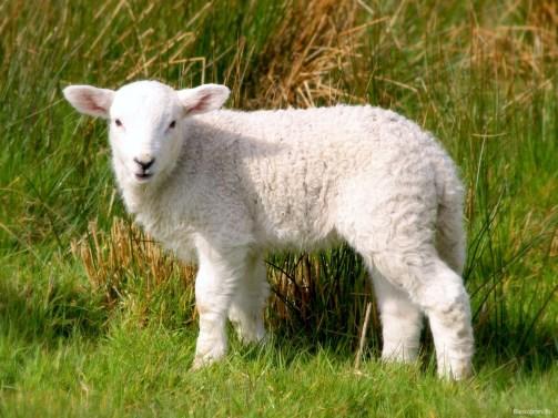 year, since the lamb was not enough to pay for all the sins the people would commit. Think about the description given in verse 2 (you may want to reread the verse).