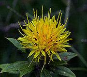 SAFFLOWER The deep orange color of the flowers are excellent for dyeing cloth red or yellow. The flowers also are nice for fresh and dried arrangements and the seeds are used for oil.