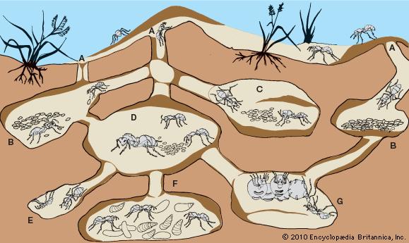 YEAR 2-ENGLISH READING-REVISION Read the texts and answer the questions that follow. A. Ants Ants are small insects which crawl on the ground, walls, trees and even leaves.