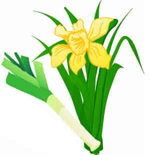 Name: Wales Emblem: The leek and daffodil There are many explotations of how the leek came to be adopted as the national emblem of Wales.