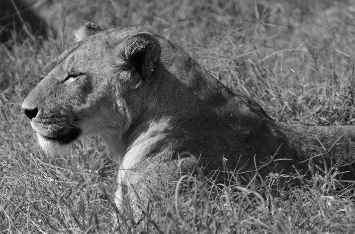 Lioness, Ngorongoro Conservation Area, Tanzania (Photo Harvey Barrison,