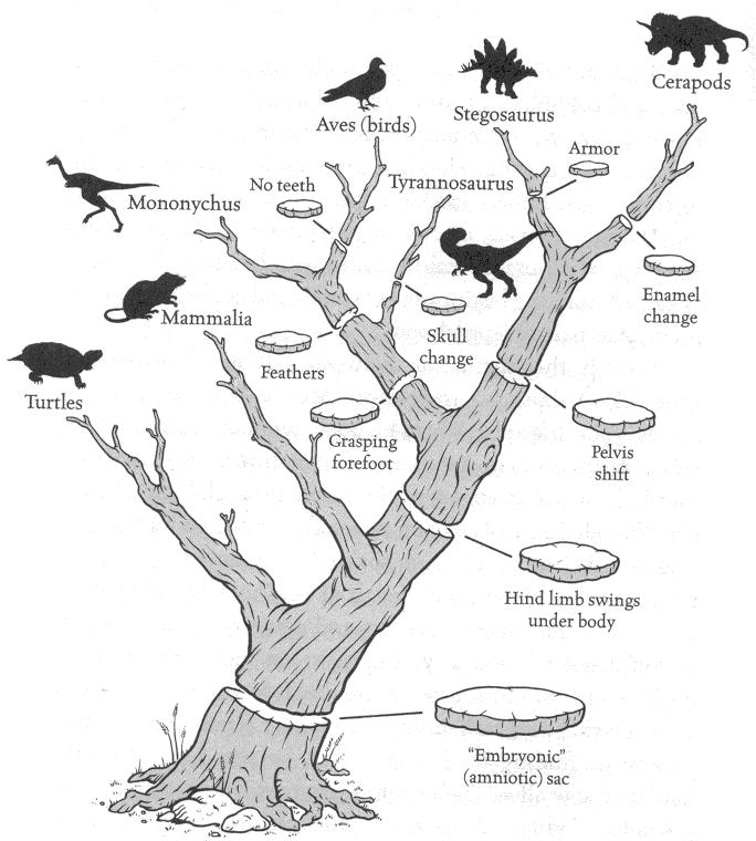 Figure 3.4. Amniote phylogeny represented as a branching tree. The tree is rooted in tetrapods, e.g., amphibians, that lack the amniotic membranes of reptiles, birds and mammals.