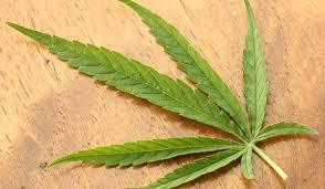 Thursday DEBATE CANNABIS SHOULD BE LEGALISED Governments all over the world have spent decades and billions fighting a "war on drugs".