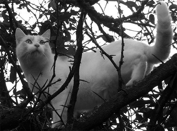 Down on the Farm Up a Tree Phoebe, the oldest of our calico cats, was missing this morning.