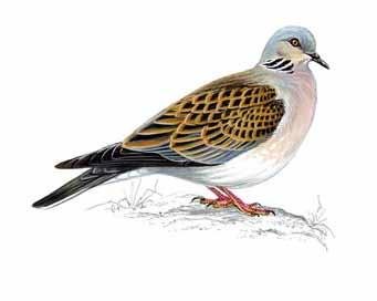 junior worshipper s text page Dove: Symbol of purity and gentleness Turtled Dove taken from The Bible speaks of three different kinds of doves pigeon, dove and turtledove.