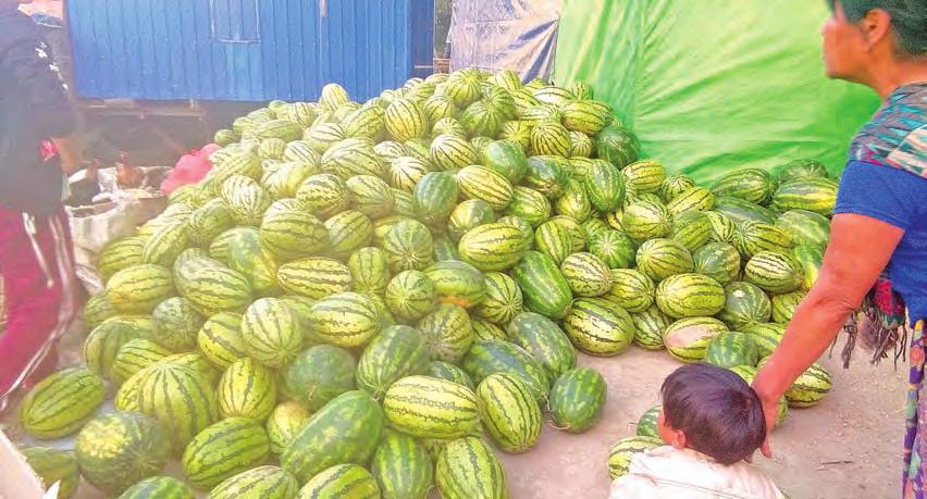 border. We export watermelons from around Kalay Township, Sagaing Region. The price of watermelons in Reedhorda Township is between Ks2,500 and Ks4,000, depending on the size of the fruit.