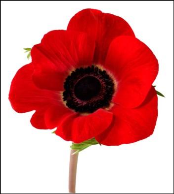 Remembrance Day Service 12th November at 10.45 Please remember those who have served and died in the service of our armed forces. We hold a service on Remembrance Sunday, starting in the church at 10.