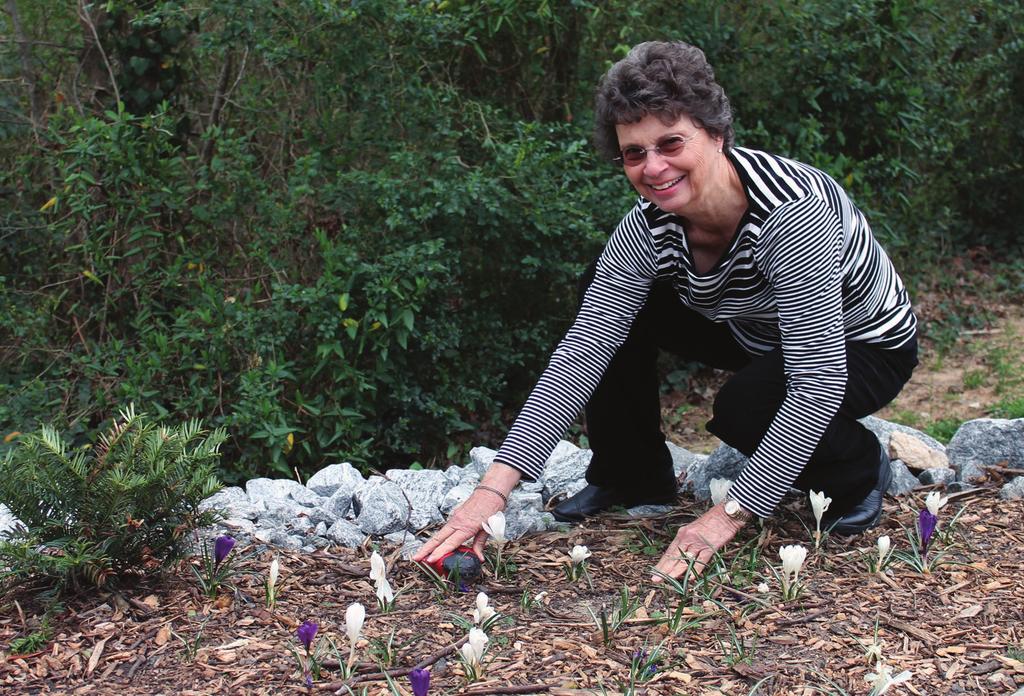 BAKER PLACES ONE OF THE CLUB S SIGNATURE LADYBUG STONES AMONG NEWLY BLOOMED CROCUSES.