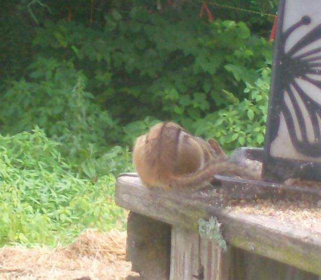 Br. Chip has emerged from his hermitage to raid the bird feeder on a July Afternoon.