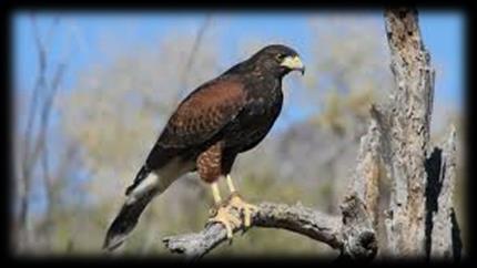 If Hawk Roosting is the printed poem: Dangers of Nature link to